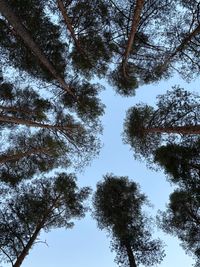 Wenn die Tr&auml;ume in den Himmel wachsen